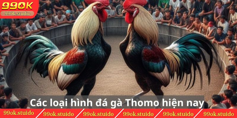 Các loại hình đá gà Thomo hiện nay